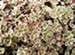 Tri-Colored Sedum Plant, Sedum spurium tricolor