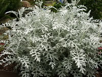 A Dusty Miller Plant in the Garden, Senecio cineraria