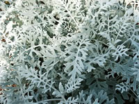 Dusty Miller Plant