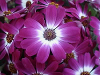 Purple Flowers on a Cineraria Plant