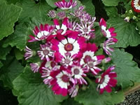 A Cineraria Plant in Bloom, Pericallis cruenta