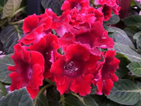 A Red Flowering Gloxinia in Bloom, Sinningia hybridus A Red Flowering Gloxinia in Bloom, Sinningia hybridus