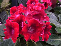 A Red Flowering Gloxinia in Bloom, Sinningia hybridus