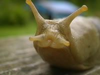 Banana Slug