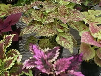 Painted Nettle Coleus Plants on a Nursery Bench