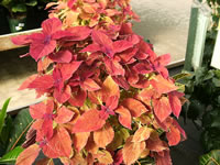 A Group of Coleus Plants in the Garden, Solenostemon scutellarioides