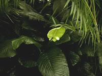 A Peace Lily Plant Growing in a Greenhouse, Spathiphyllum floribundum