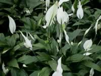 Peace Lilies in Bloom, Spathiphyllum floribundum