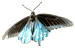 Spicebush Butterfly Spicebush Butterfly