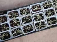 Propagating Spider Plants, Chlorophytum comosum