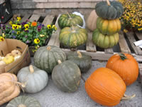 Many Different Kinds of Squash