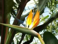 Photograph of a Bird of Paradise Flower