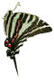 Swallowtail Butterfly