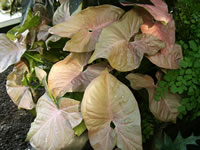 Copper Colored Foliage of a Golden Arrowhead Vine, Syngonium podophyllum