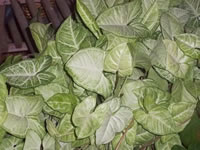 A Variegated Arrowhead Plant, Syngonium podophyllum