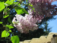 A Pale Pink Lilac Blooming in the Garden