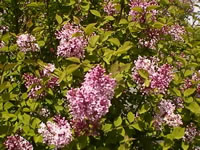 A Lavender Flowering Lilac in Bloom, Syringa vulgaris