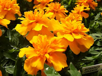 A Hybrid Marigold in Bloom, Tagates 'Bonanza Orange'