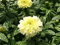 A French Marigold in Bloom, Tagetes patula