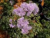 A Columbine Meadow Rue in the Garden, Thalictrum aquilegifolium