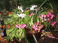 Three Christmas and Holiday Cactus Blooming in the Same Planter