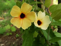 The Flowers of a Black Eyed Susan Vine, Thunbergia alata