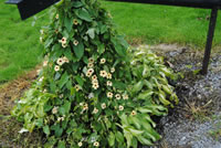 A Black Eyed Susan Vine Blooming in the Garden