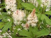 The Flowers of a Foamflower Plant, Tiarella cordifolia