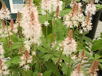 A Blooming Foamflower Plant