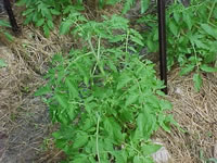 A Tomato Plant in the Vegetable Garden