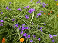 A Spiderwort Plant Blooming in the Garden