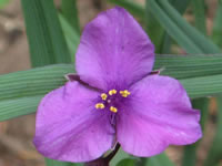 Tradescantia andersoniana