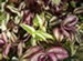 Multi-Colored Wandering Jew Plant, Tradescantia zebrina