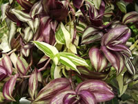 Multi-Colored Wandering Jew Plants, Tradescantia zebrina