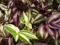 The Foliage of a Wandering Jew Plant, Tradescantia zebrina