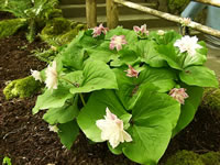 A Wake Robin Plant Blooming in the Garden, Trillium grandiflorum