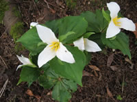 A Common Trillium Blooming in the Garden