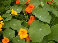 Nasturtium Plant Blooming in the Garden, Tropaeolum majus Nasturtium Plant Blooming in the Garden, Tropaeolum majus