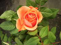 Tropicana Rose