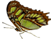 Unidentified Butterfly Unidentified Butterfly