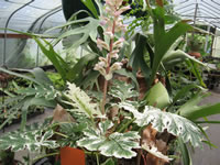 A Variegated Acanthus Plant in bloom
