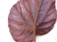 Rex Begonia leaf with the veins cut