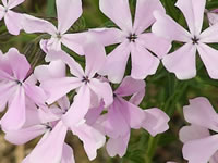 Soft Pink Flowers of a Verbena ambrosifolia Soft Pink Flowers of a Verbena ambrosifolia