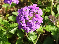 The Flowers and Foliage of a Trailing Verbena, Verbena canadensis