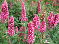 Pink Flowers of a Speedwell Plant, Veronica longifolia