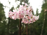 Viburnum bodnantense dawn