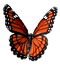 Viceroy Butterfly Viceroy Butterfly