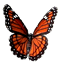 Viceroy Butterfly