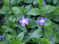 A Greater Periwinkle Plant in Bloom, Vinca Major
