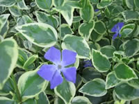 A Variegated Periwinkle in Bloom, Vinca Major Variegata